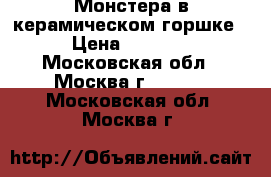 Монстера в керамическом горшке › Цена ­ 1 000 - Московская обл., Москва г.  »    . Московская обл.,Москва г.